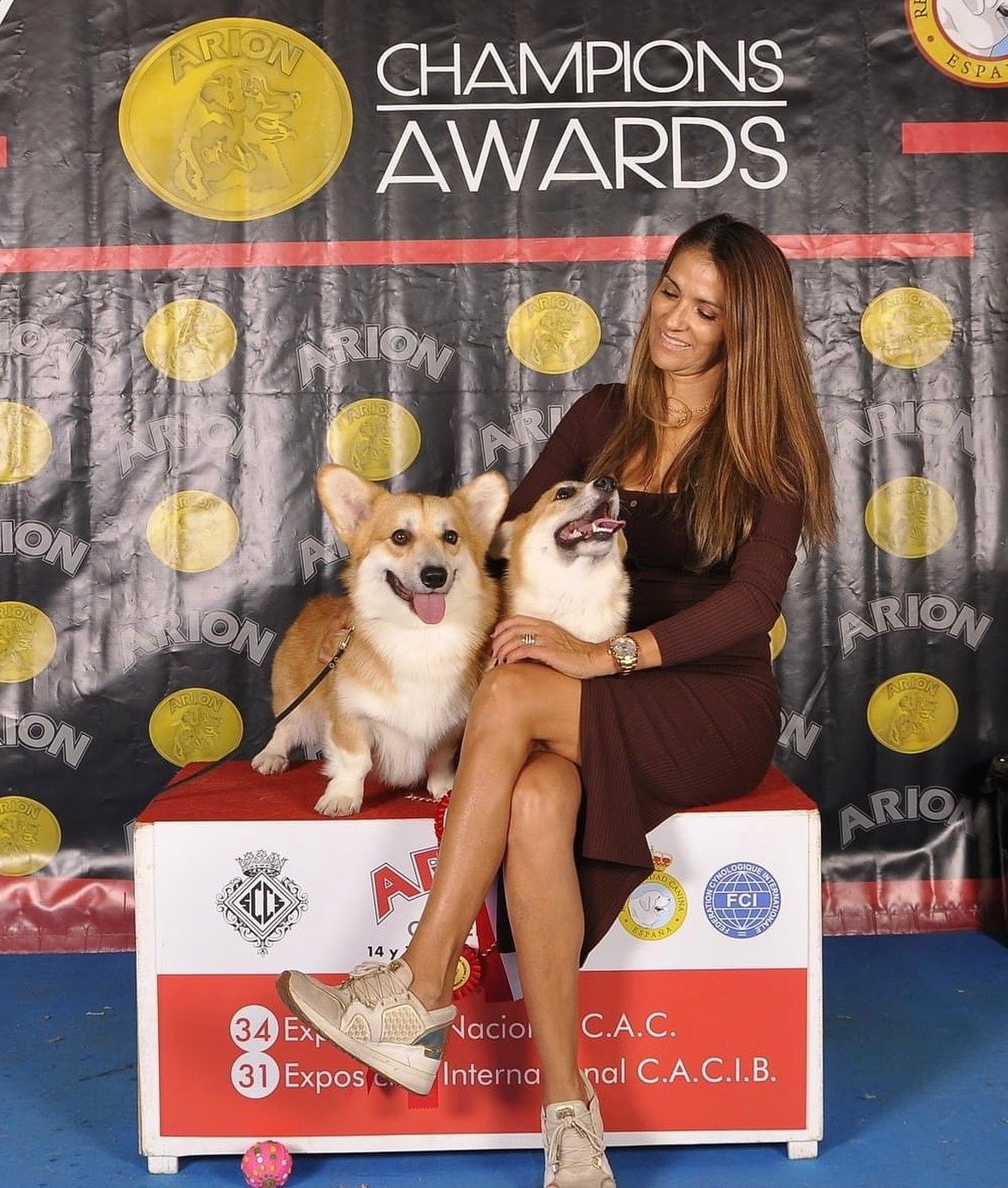 Corgis pembroke de élite en España