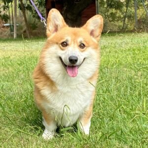 Cachorro Welsh Corgi Pembroke (Con Pedigrí)