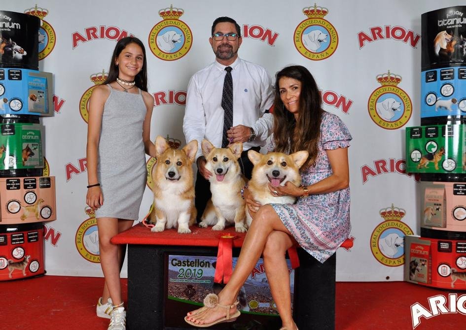 Corgis pembroke de élite en Españav