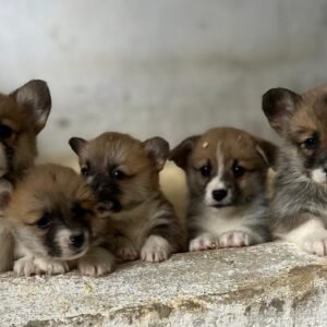 Reserva de Camada Futura